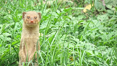 small Indian mongoose